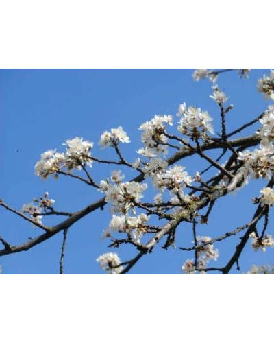 Слива домашня Ренклод ранній | Слива домашняя Ренклод ранний | Prunus domestica Renklod ranniy