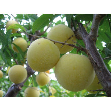 Слива домашня Ренклод ранній | Слива домашняя Ренклод ранний | Prunus domestica Renklod ranniy