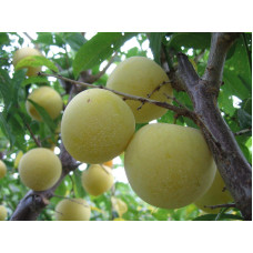 Слива домашня Ренклод ранній | Слива домашняя Ренклод ранний | Prunus domestica Renklod ranniy