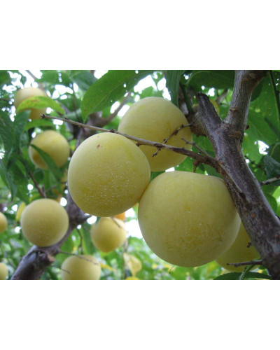 Слива домашня Ренклод ранній | Слива домашняя Ренклод ранний | Prunus domestica Renklod ranniy