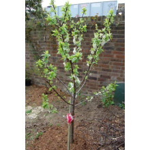 Слива домашня Ренклод ранній | Слива домашняя Ренклод ранний | Prunus domestica Renklod ranniy