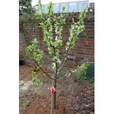 Слива домашня Ренклод ранній | Слива домашняя Ренклод ранний | Prunus domestica Renklod ranniy