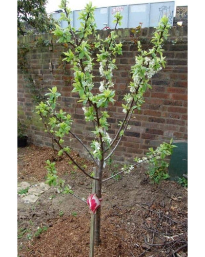Слива домашня Ренклод ранній | Слива домашняя Ренклод ранний | Prunus domestica Renklod ranniy