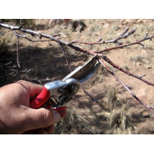 Слива домашня Ренклод ранній | Слива домашняя Ренклод ранний | Prunus domestica Renklod ranniy
