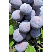 Слива домашня Чачакська Лепотіка | Слива домашняя Чачакская Лепотика | Prunus domestica Chachak Lepotika