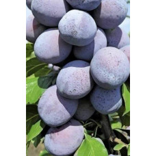 Слива домашня Чачакська Лепотіка | Слива домашняя Чачакская Лепотика | Prunus domestica Chachak Lepotika