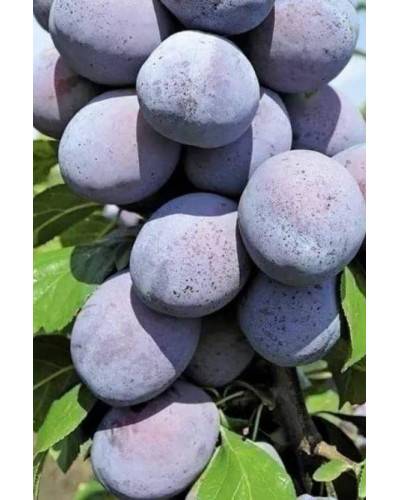 Слива домашня Чачакська Лепотіка | Слива домашняя Чачакская Лепотика | Prunus domestica Chachak Lepotika