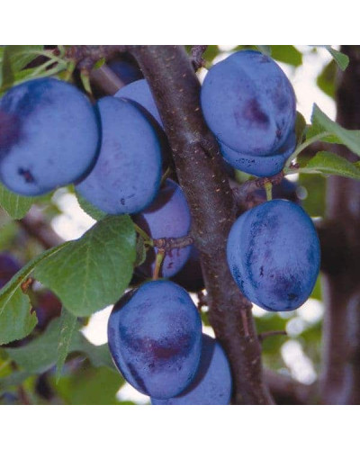 Слива домашня Чачакська Лепотіка | Слива домашняя Чачакская Лепотика | Prunus domestica Chachak Lepotika