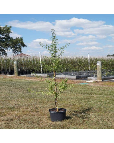 Слива домашня Чачакська Лепотіка | Слива домашняя Чачакская Лепотика | Prunus domestica Chachak Lepotika