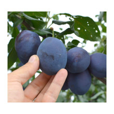 Слива домашня Чачакська Лепотіка | Слива домашняя Чачакская Лепотика | Prunus domestica Chachak Lepotika