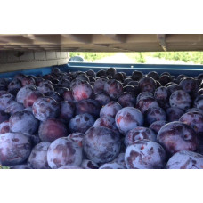 Слива домашня Чачакська Лепотіка | Слива домашняя Чачакская Лепотика | Prunus domestica Chachak Lepotika