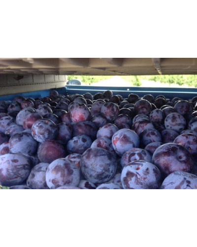 Слива домашня Чачакська Лепотіка | Слива домашняя Чачакская Лепотика | Prunus domestica Chachak Lepotika
