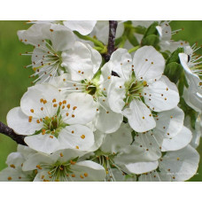 Слива домашня Чачакська Лепотіка | Слива домашняя Чачакская Лепотика | Prunus domestica Chachak Lepotika