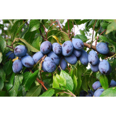 Слива домашня Чачакська Лепотіка | Слива домашняя Чачакская Лепотика | Prunus domestica Chachak Lepotika