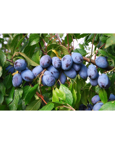 Слива домашня Чачакська Лепотіка | Слива домашняя Чачакская Лепотика | Prunus domestica Chachak Lepotika