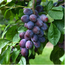 Слива домашня Чачакська Лепотіка | Слива домашняя Чачакская Лепотика | Prunus domestica Chachak Lepotika