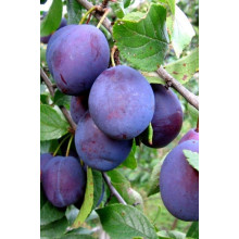 Слива домашня Чачакська пізня | Prunus domestica Chachak Later | Слива домашняя Чачакская поздняя