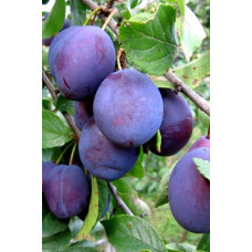 Слива домашня Чачакська пізня | Prunus domestica Chachak Later | Слива домашняя Чачакская поздняя