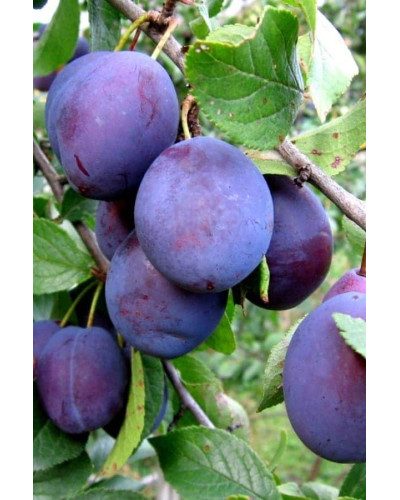 Слива домашня Чачакська пізня | Prunus domestica Chachak Later | Слива домашняя Чачакская поздняя