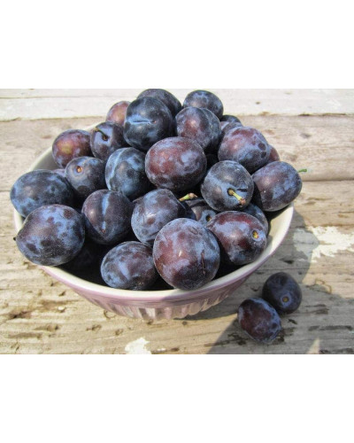 Слива домашня Чачакська пізня | Prunus domestica Chachak Later | Слива домашняя Чачакская поздняя