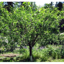 Слива домашня Чачакська пізня | Prunus domestica Chachak Later | Слива домашняя Чачакская поздняя