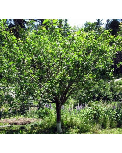 Слива домашня Чачакська пізня | Prunus domestica Chachak Later | Слива домашняя Чачакская поздняя