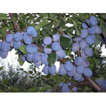 Слива домашня Чачакська пізня | Prunus domestica Chachak Later | Слива домашняя Чачакская поздняя