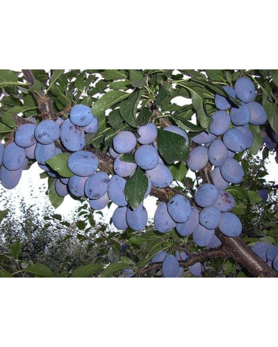 Слива домашня Чачакська пізня | Prunus domestica Chachak Later | Слива домашняя Чачакская поздняя