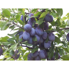 Слива домашня Чачакська пізня | Prunus domestica Chachak Later | Слива домашняя Чачакская поздняя