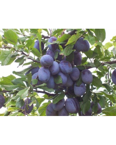 Слива домашня Чачакська пізня | Prunus domestica Chachak Later | Слива домашняя Чачакская поздняя