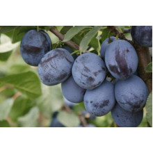 Слива домашня Чачакська пізня | Prunus domestica Chachak Later | Слива домашняя Чачакская поздняя