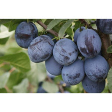 Слива домашня Чачакська пізня | Prunus domestica Chachak Later | Слива домашняя Чачакская поздняя