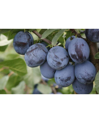 Слива домашня Чачакська пізня | Prunus domestica Chachak Later | Слива домашняя Чачакская поздняя