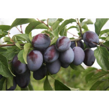 Слива домашня Чачакська пізня | Prunus domestica Chachak Later | Слива домашняя Чачакская поздняя