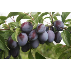 Слива домашня Чачакська пізня | Prunus domestica Chachak Later | Слива домашняя Чачакская поздняя