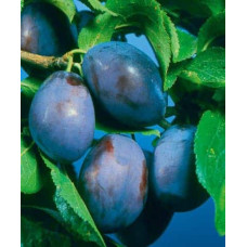 Слива домашня Чачакська пізня | Prunus domestica Chachak Later | Слива домашняя Чачакская поздняя
