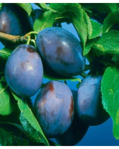 Слива домашня Чачакська пізня | Prunus domestica Chachak Later | Слива домашняя Чачакская поздняя