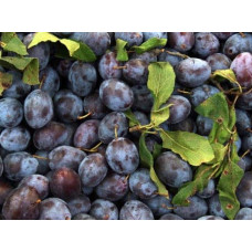 Слива домашня Чачакська пізня | Prunus domestica Chachak Later | Слива домашняя Чачакская поздняя