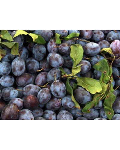 Слива домашня Чачакська пізня | Prunus domestica Chachak Later | Слива домашняя Чачакская поздняя