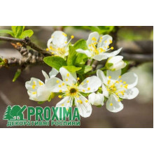 Слива колоновидна Біла Медова (рання) | Слива колоновидная Белая Медовая (ранняя) | Prunus domestica сolumnar Medova