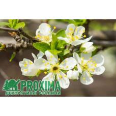 Слива колоновидна Біла Медова (рання) | Слива колоновидная Белая Медовая (ранняя) | Prunus domestica сolumnar Medova