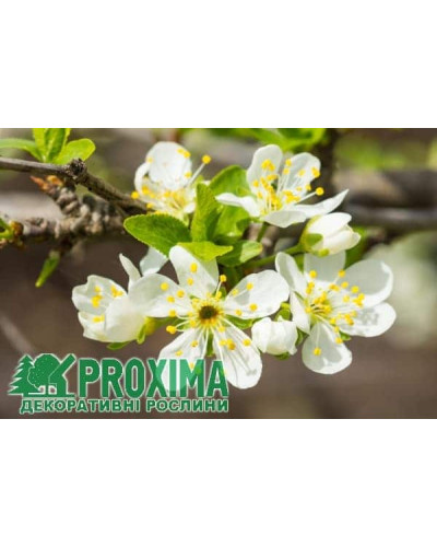 Слива колоновидна Біла Медова (рання) | Слива колоновидная Белая Медовая (ранняя) | Prunus domestica сolumnar Medova