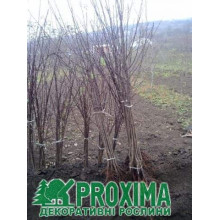 Слива колоновидна Біла Медова (рання) | Слива колоновидная Белая Медовая (ранняя) | Prunus domestica сolumnar Medova