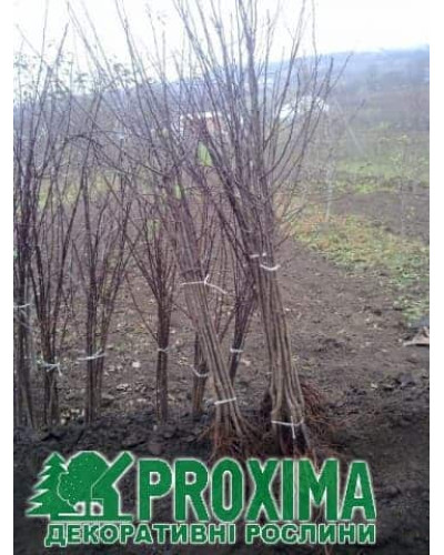 Слива колоновидна Біла Медова (рання) | Слива колоновидная Белая Медовая (ранняя) | Prunus domestica сolumnar Medova