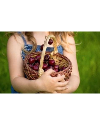 Черешня Джерело (чорна, рання) | Черешня Джерело (чёрная, ранняя) | Prunus avium Dzherelo