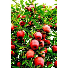 Яблуня Райська плодова (осіння) | Malus Paradise Apple