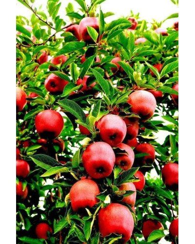 Яблуня Райська плодова (осіння) | Malus Paradise Apple