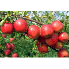 Яблуня Райська плодова (осіння) | Malus Paradise Apple