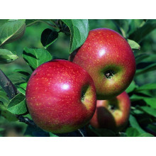 Яблуня Райська плодова (осіння) | Malus Paradise Apple