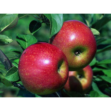 Яблуня Райська плодова (осіння) | Malus Paradise Apple